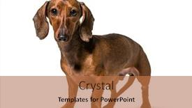  Presentation with old dog - Audience pleasing PPT theme consisting of dachshund dog 2 5 years old standing against white background backdrop and a coral colored foreground