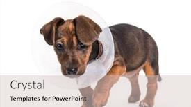  Presentation with old dog - Beautiful PPT theme featuring elizabethan - dachshund dog 2 months old backdrop and a soft green colored foreground