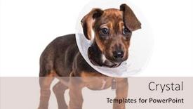  Presentation with old dog - Audience pleasing slide set consisting of elizabethan - dachshund dog 2 months old backdrop and a coral colored foreground