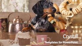  Presentation with cup of lemon tea - Cool new slides with dachshund dog and cup tea backdrop and a coral colored foreground