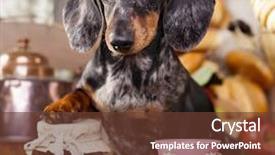  Presentation with cup of lemon tea - Slide deck with dachshund dog and cup tea background and a tawny brown colored foreground