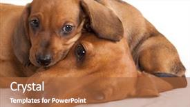  Presentation with dachshund - Beautiful slide deck featuring dachshund dog and puppy backdrop and a red colored foreground
