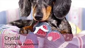  Presentation with dachshund - PPT layouts having dachshund dog and the heart background and a coral colored foreground