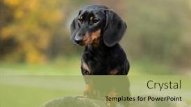  Presentation with dachshund - Slide set with dachshund-dog-black-tan-color background and a mint green colored foreground