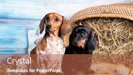  Presentation with dachshund - Beautiful PPT theme featuring dachshund-dog-black-tan-color backdrop and a red colored foreground