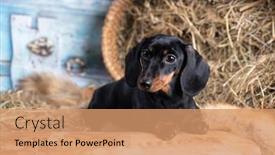  Presentation with tan - PPT layouts with dachshund-dog-black-tan-color background and a coral colored foreground