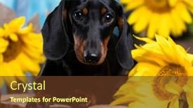  Presentation with tan - PPT theme having dachshund-dog-black-tan-color background and a  colored foreground