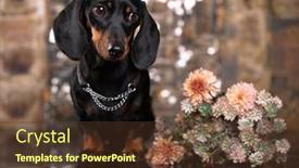 Presentation with tan - Presentation theme with dachshund-dog-black-tan-color background and a  colored foreground
