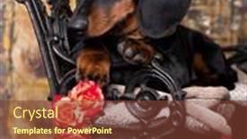  Presentation with tan - Presentation design consisting of dachshund-dog-black-tan-color background and a tawny brown colored foreground
