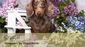  Presentation with purple brown spring - PPT layouts enhanced with dachshund-dog-brown-tan-color background and a coral colored foreground