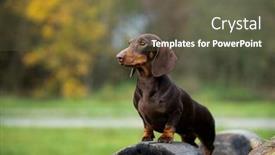  Presentation with tan - Amazing slide set having dachshund-dog-brown-tan-color backdrop and a tawny brown colored foreground