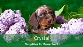  Presentation with purple spring - Cool new presentation design with dachshund-dog-brown-tan-color backdrop and a forest green colored foreground