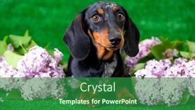  Presentation with purple brown spring - Presentation design with dachshund-dog-brown-tan-color background and a forest green colored foreground