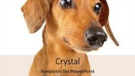  Presentation with dog templqtes - Amazing slides having dachshund dog close up backdrop and a yellow colored foreground