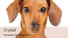  Presentation with save - Slide set having dachshund dog close up background and a gold colored foreground