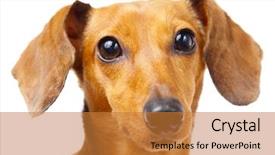  Presentation with save - Slide set featuring dachshund dog close up background and a gold colored foreground