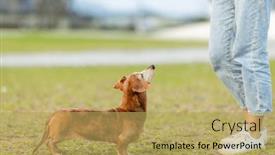  Presentation with dog park - Slide deck featuring dachshund-dog-go-out background and a yellow colored foreground