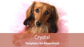  Presentation with ballerina - Slide deck with dachshund-dog-in-a-ballerina background and a coral colored foreground