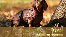  Presentation with war dog - Theme consisting of sosis - dachshund dog in overalls background and a tawny brown colored foreground