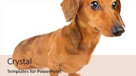  Presentation with dachshund - Slides with dachshund dog isolated on white background and a  colored foreground