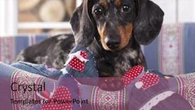  Presentation with dachshund - Slides having puppy looking up heart - dachshund dog it lies background and a violet colored foreground