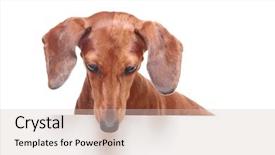  Presentation with dachshund - PPT layouts having dachshund dog looking down background and a soft green colored foreground