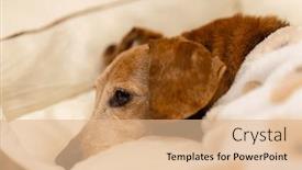  Presentation with dachshund - Slide deck consisting of dachshund-dog-lying background and a  colored foreground