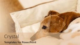  Presentation with dachshund - Presentation theme with dachshund-dog-lying background and a  colored foreground