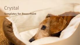  Presentation with dachshund - Presentation design enhanced with dachshund-dog-lying background and a  colored foreground