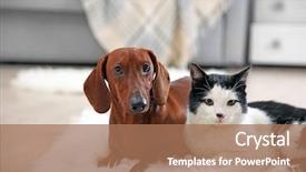  Presentation with cat dog - Audience pleasing PPT layouts consisting of dachshund dog on rug backdrop and a coral colored foreground