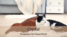  Presentation with cat dog - Cool new PPT layouts with dachshund dog on rug backdrop and a coral colored foreground