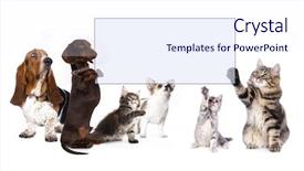  Presentation with dachshund - Slide set consisting of dachshund dog paws holding banner background and a sky blue colored foreground