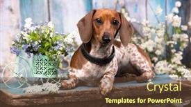  Presentation with parasitology helminths toxocara canis dog - Cool new presentation design with dachshund-dog-piebald-and-flowers backdrop and a tawny brown colored foreground