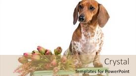  Presentation with dachshund - Slide deck enhanced with dachshund-dog-piebald-and-flowers background and a coral colored foreground
