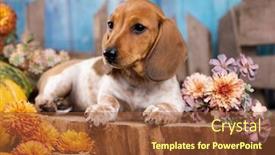  Presentation with dachshund - Slide deck having dachshund-dog-piebald-puppy background and a tawny brown colored foreground