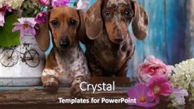  Presentation with dachshund - Audience pleasing presentation consisting of dachshund-dog-portrait-dapple-color backdrop and a tawny brown colored foreground