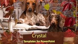  Presentation with dachshund - Amazing presentation theme having dachshund-dog-portrait-dapple-color backdrop and a tawny brown colored foreground