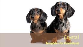  Presentation with dog - Cool new slide set with dachshund-dog-portrait-mother-dog backdrop and a tawny brown colored foreground