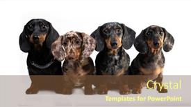  Presentation with dachshund - Slide set consisting of dachshund-dog-portrait-over-white background and a tawny brown colored foreground