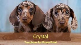  Presentation with dachshund - Amazing presentation design having dachshund-dog-portrait-paibold-color backdrop and a tawny brown colored foreground