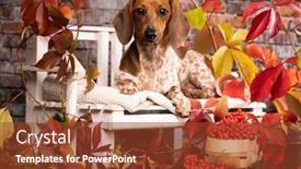  Presentation with dachshund - PPT theme enhanced with dachshund-dog-portrait-paibold-color background and a tawny brown colored foreground