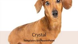  Presentation with dachshund - Colorful theme enhanced with dachshund dog portrait backdrop and a coral colored foreground