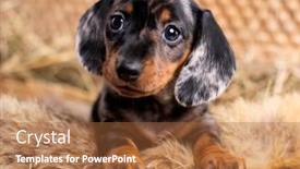  Presentation with dachshund - PPT layouts with dachshund-dog-puppy-black-tan background and a red colored foreground