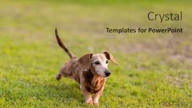  Presentation with dog park - Slide deck having dachshund-dog-run-over background and a yellow colored foreground