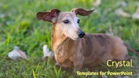  Presentation with dachshund - PPT theme with dachshund-dog-sit background and a violet colored foreground