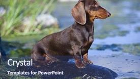  Presentation with dachshund - Slide deck with dachshund dog sitting on a rock on the river color brown background and a ocean colored foreground