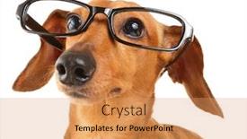  Presentation with dog feeds - Slides consisting of dachshund dog with glasses close up background and a coral colored foreground