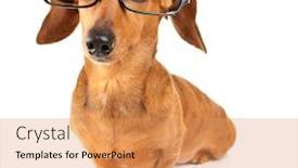  Presentation with dachshund - Slides enhanced with dachshund dog with glasses background and a coral colored foreground