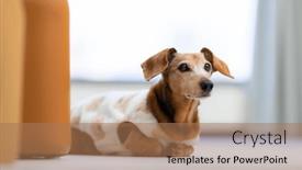  Presentation with dachshund - 