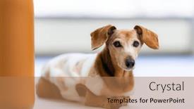  Presentation with dachshund - Slide deck with dachshund-dog-with-pajamas background and a  colored foreground